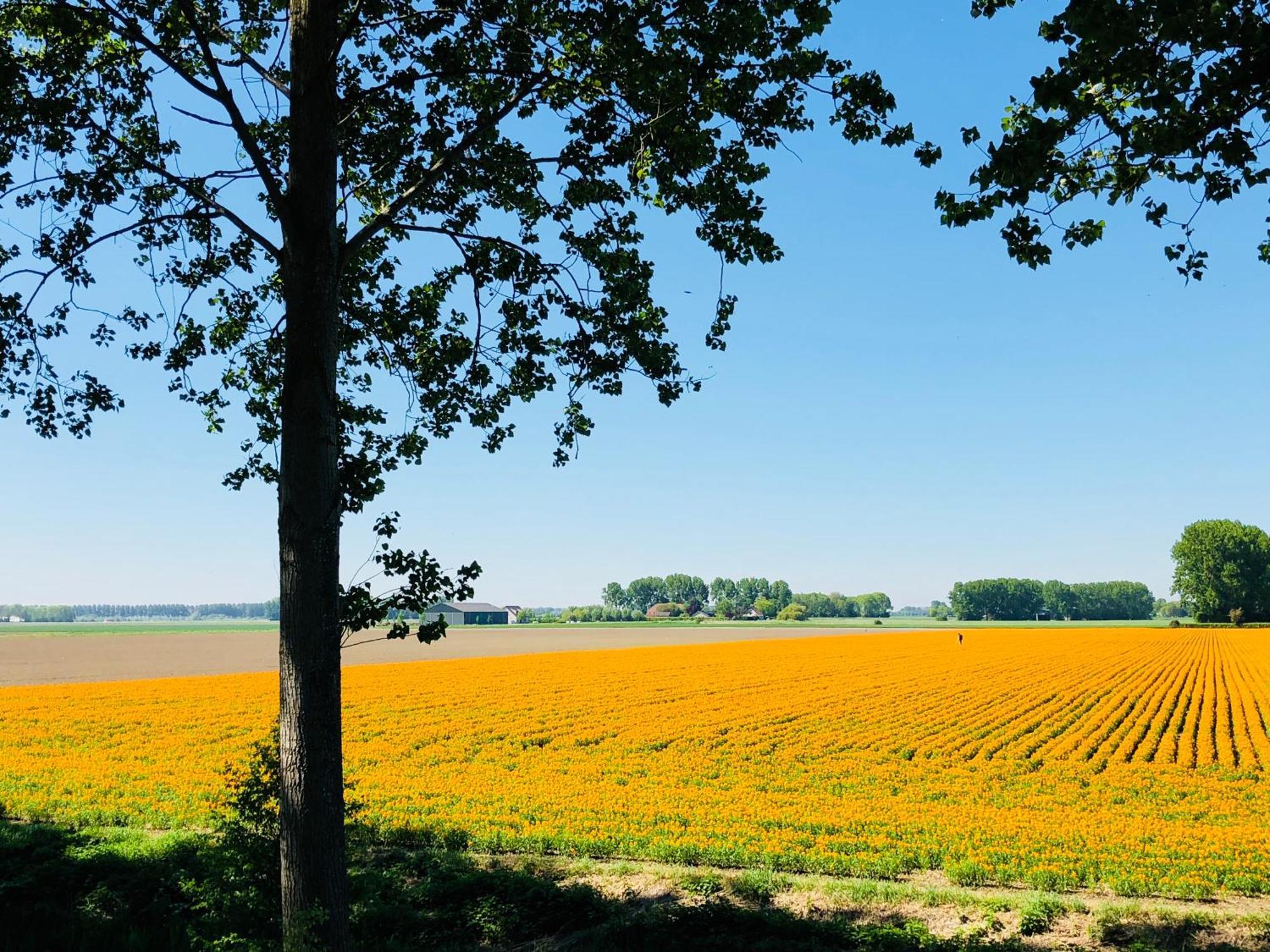 Slapen Bij De Zeeuwse Lala Bed and Breakfast IJzendijke Exteriör bild